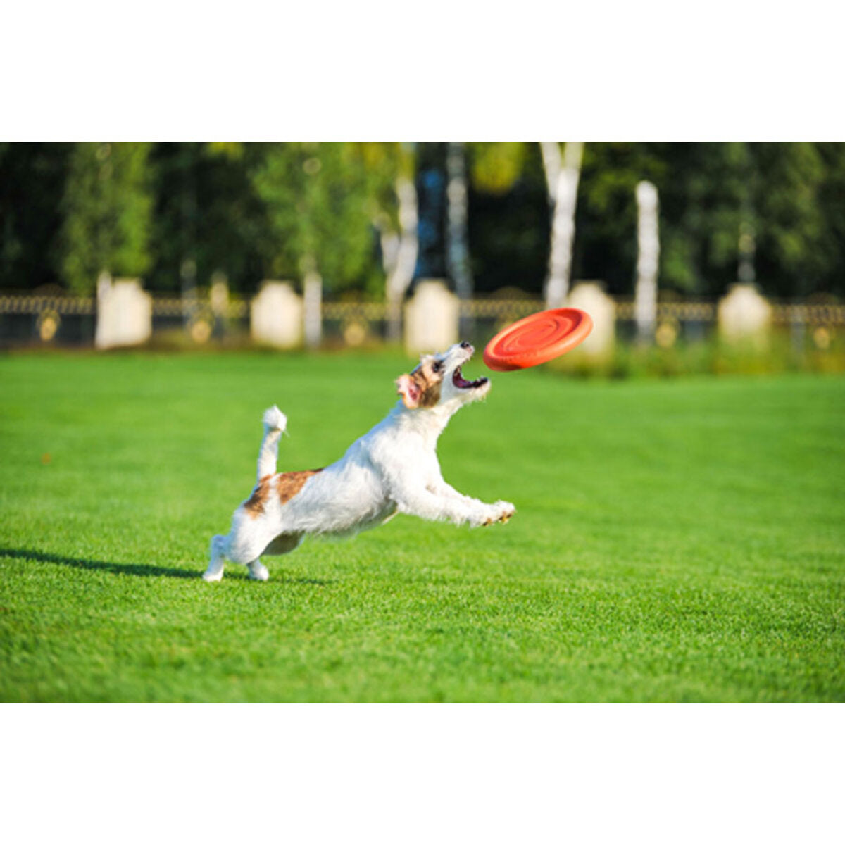 Skraidantis diskas PitchDog Waudog 24 cm, oranžinis